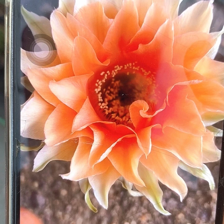 锦鲤自根6公分左右满18包邮