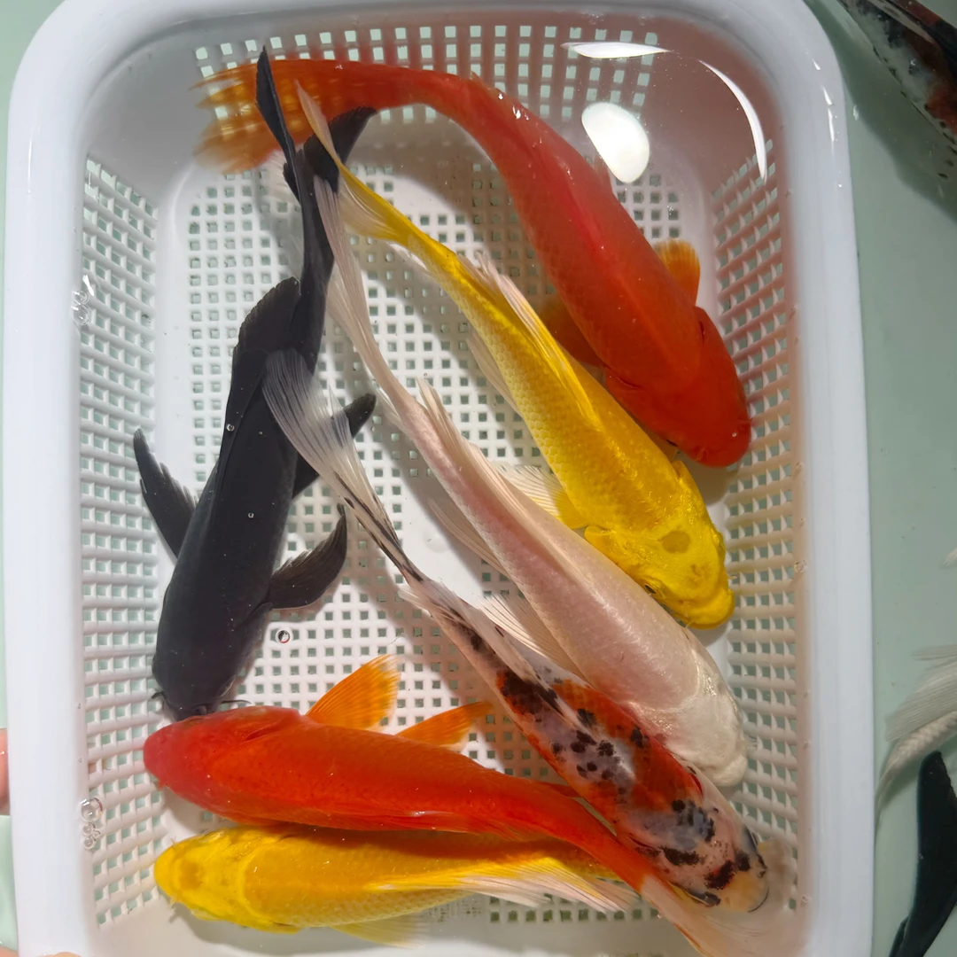 【2黄2红1水墨1白1黑】12-15冷水观赏鱼锦鲤草金好养耐活