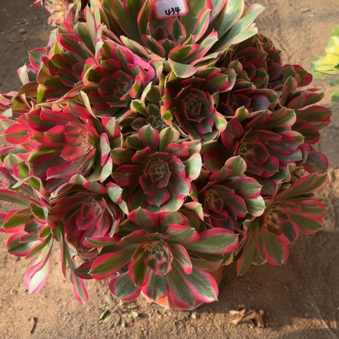 全部花朵434女巫变异多肉植物