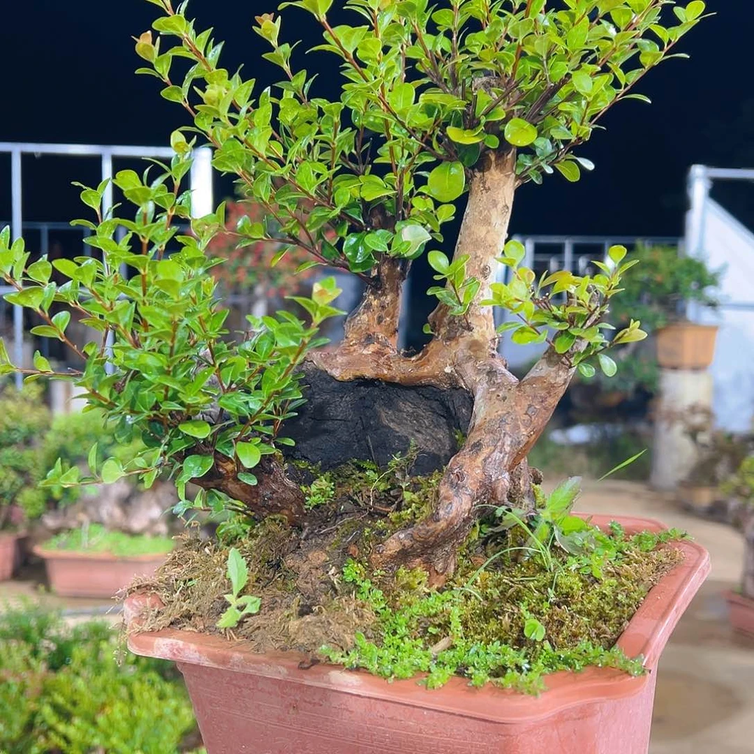 无花朵山采红芽赤楠