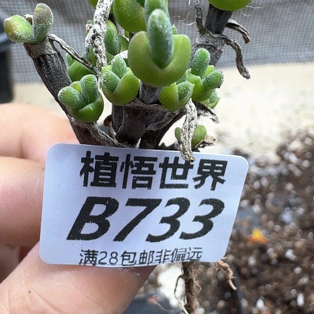多肉植物的润泽fgh
