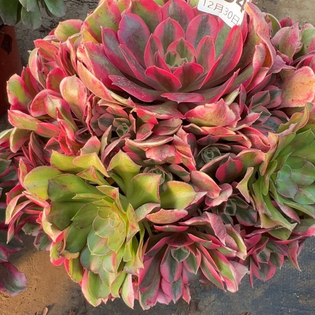 12.30-4女妖多肉植物