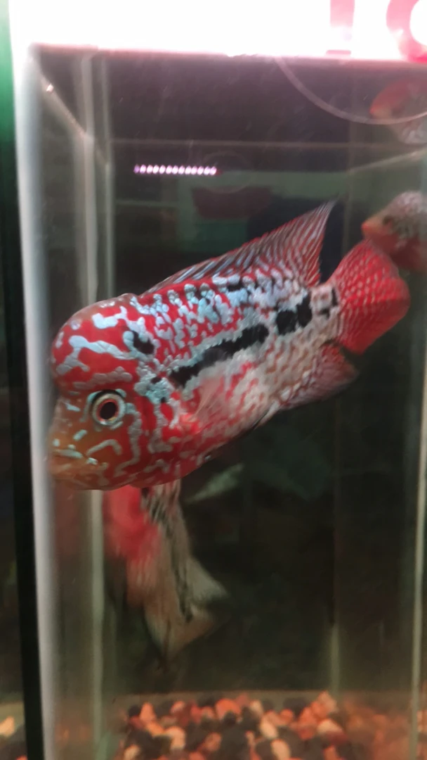 罗汉鱼，拍，鱼专用