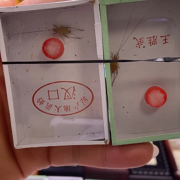 大黄2条啊啊啊啊啊