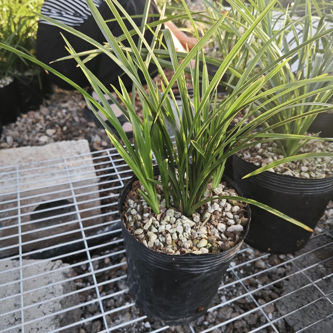 香花惠兰艺草室内花卉盆景苗纯自然种植