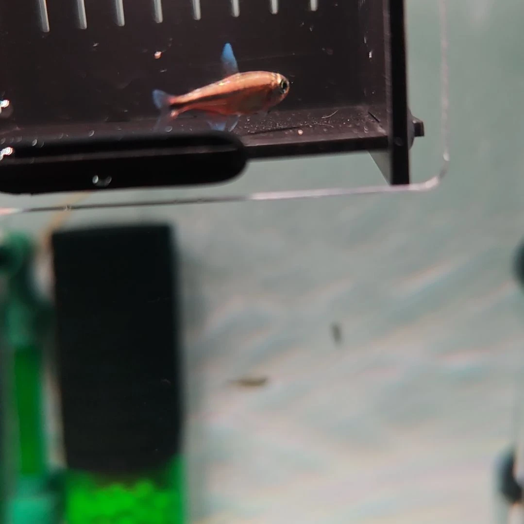 灯科鱼白金赤霞灯鱼