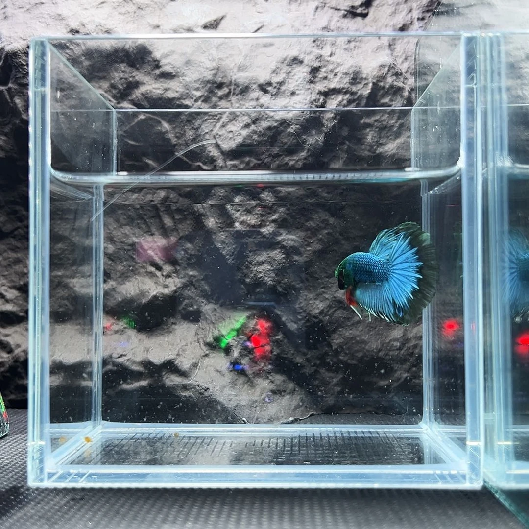 斗鱼精品精品精品精品精品