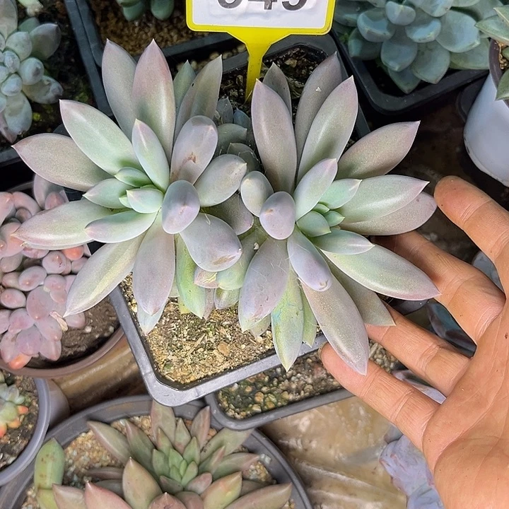 多肉植物红胖体哥特949
