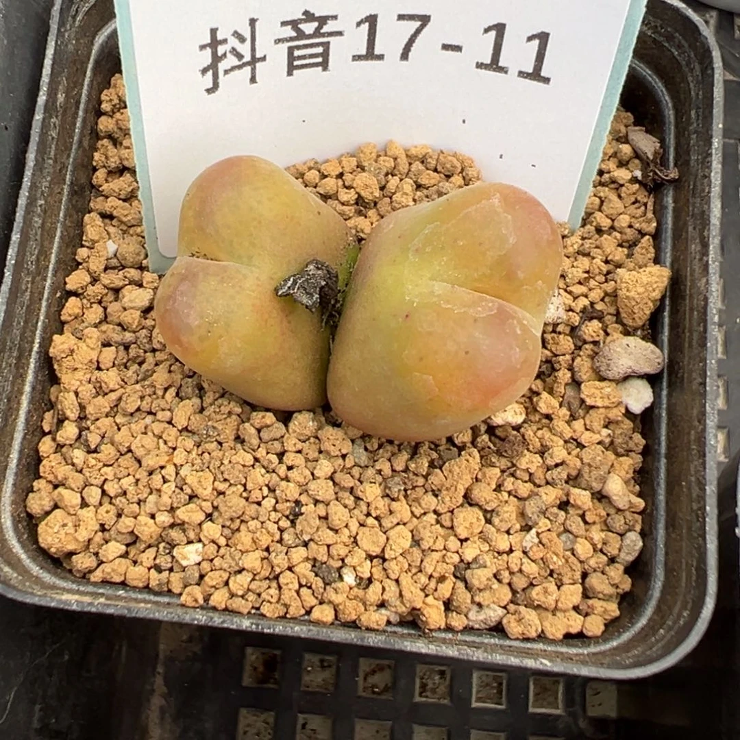 17-11吕毛多肉植物