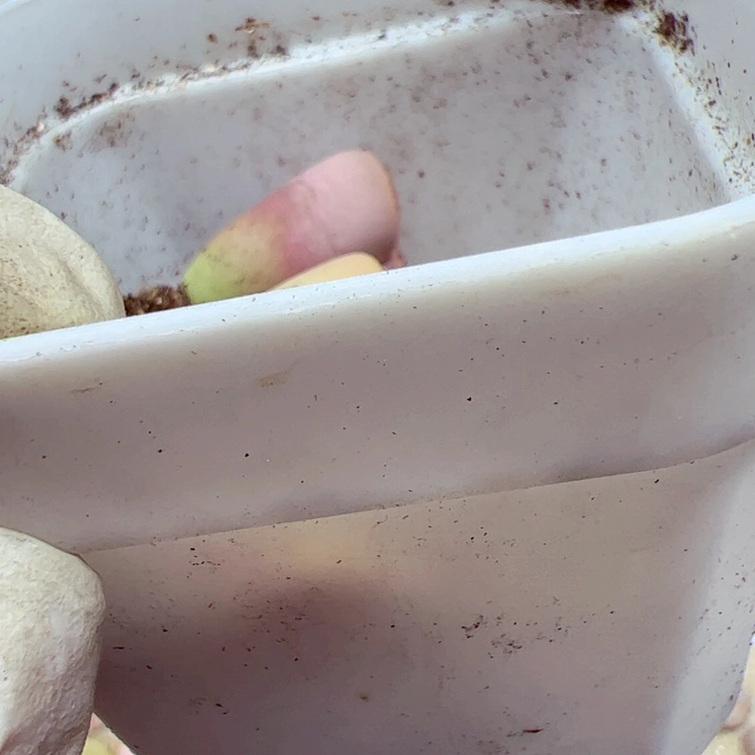 a**砹114优秀的肉肉70