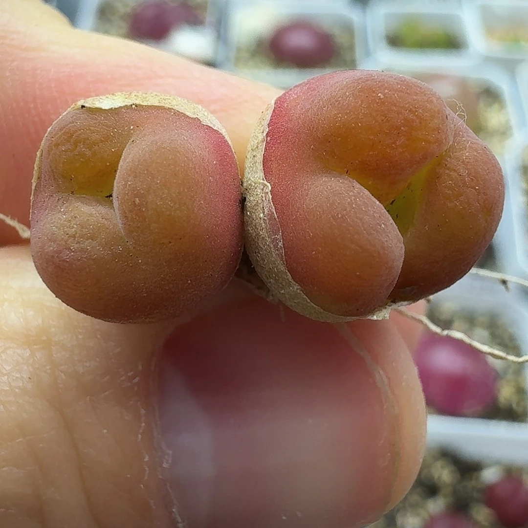 老马生石花蟠桃母本奔1330