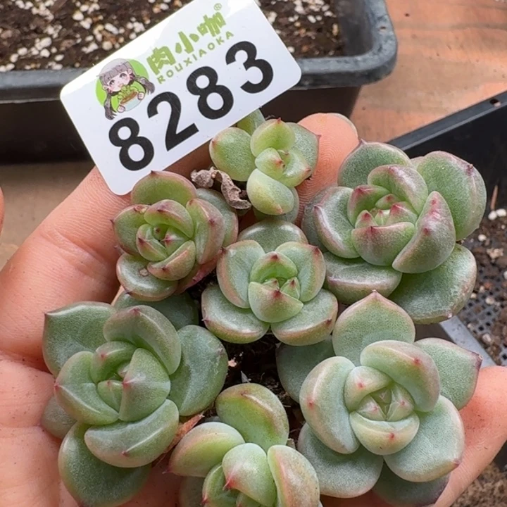 当前无花朵，栽培后可花朵陌*%多肉植物多肉植物