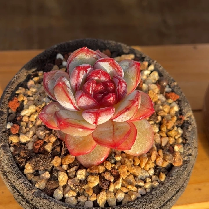 长相思 单头 夏鸣园艺