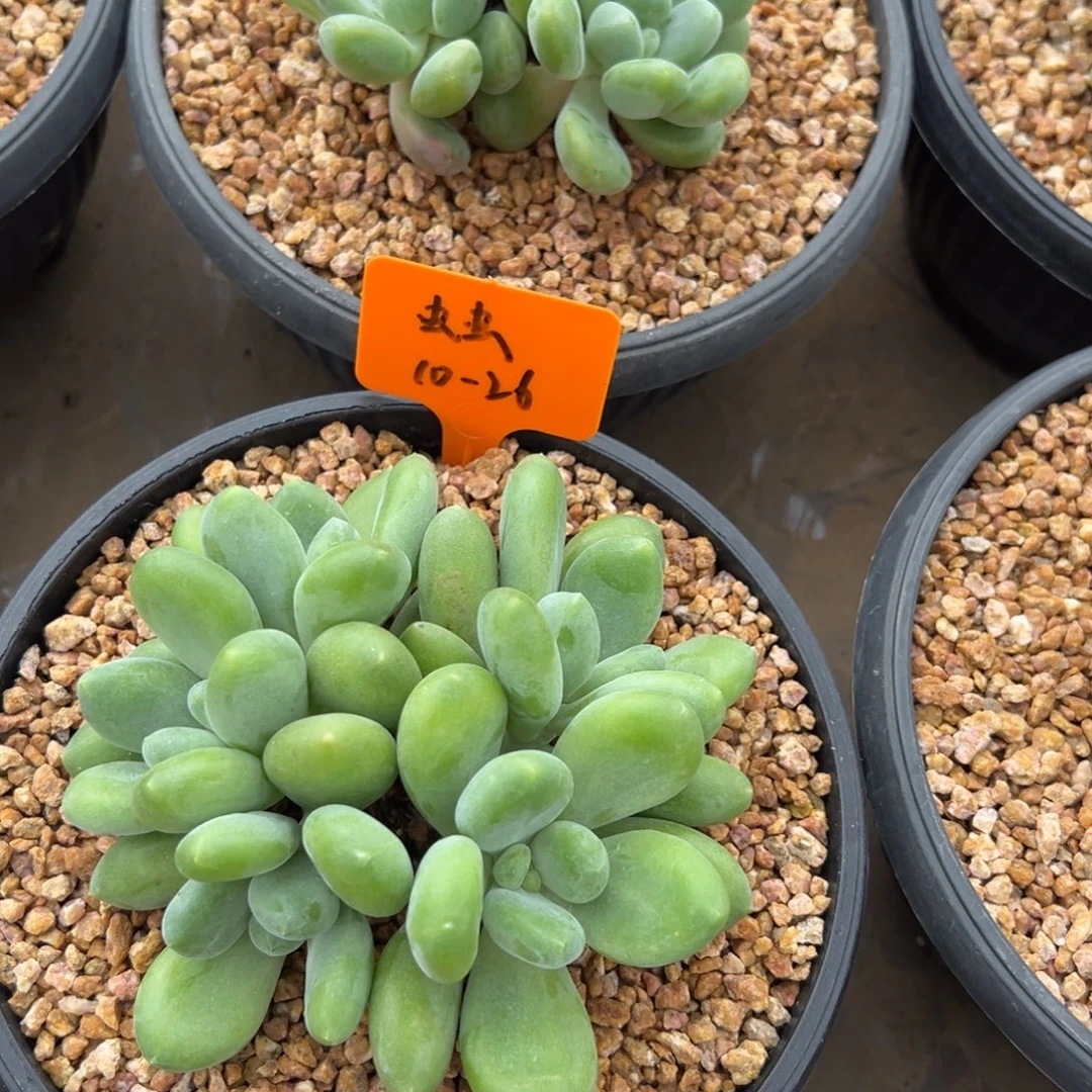 10261111111111111111111