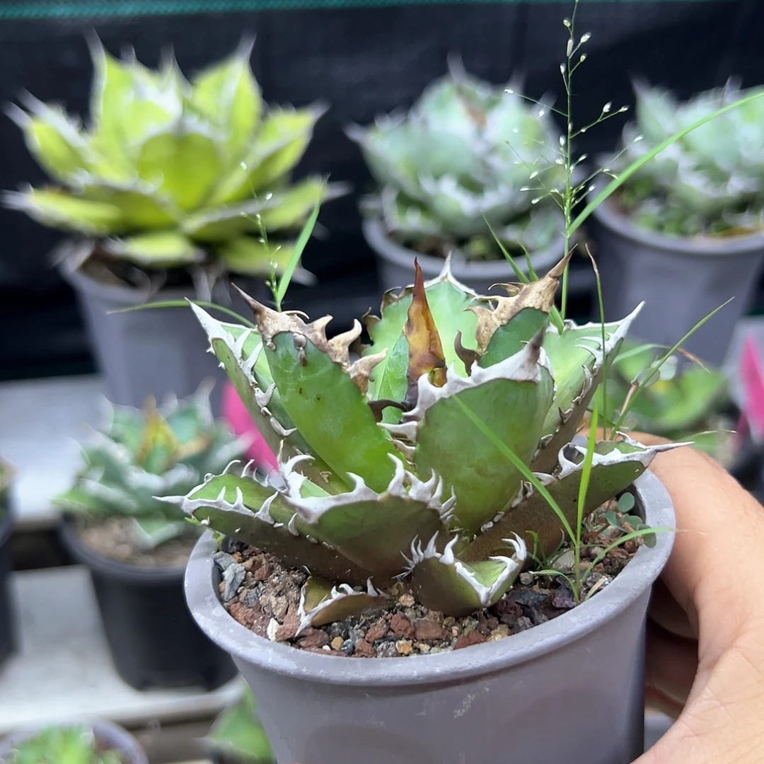 墨***彩龙舌兰红猫一物一拍