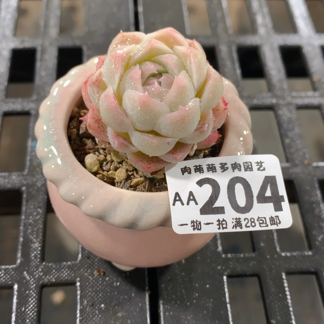 肉萌萌拇指盆精控多肉AA204