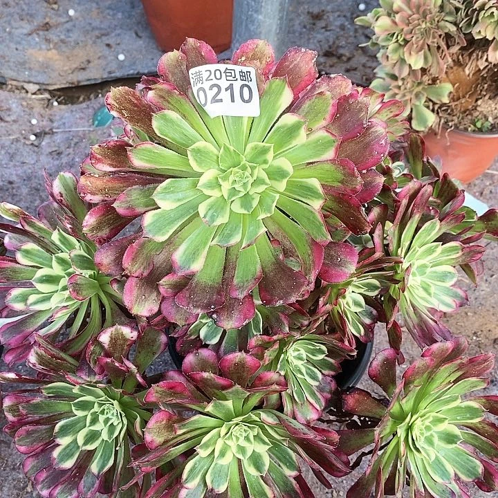 0210 一颗粉籍月法师