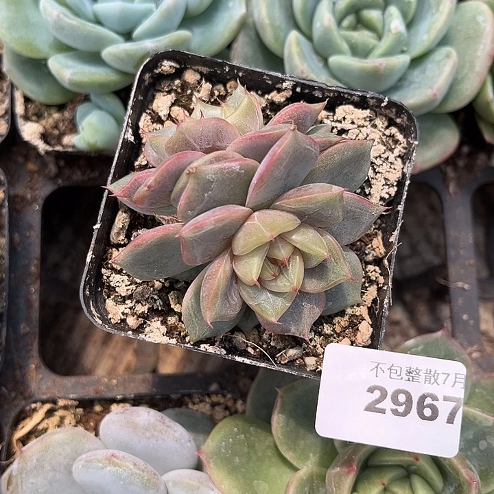 阿雅园艺。      2967