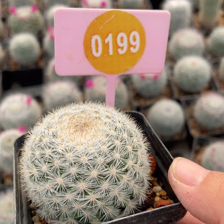 ****实生满月0199000000