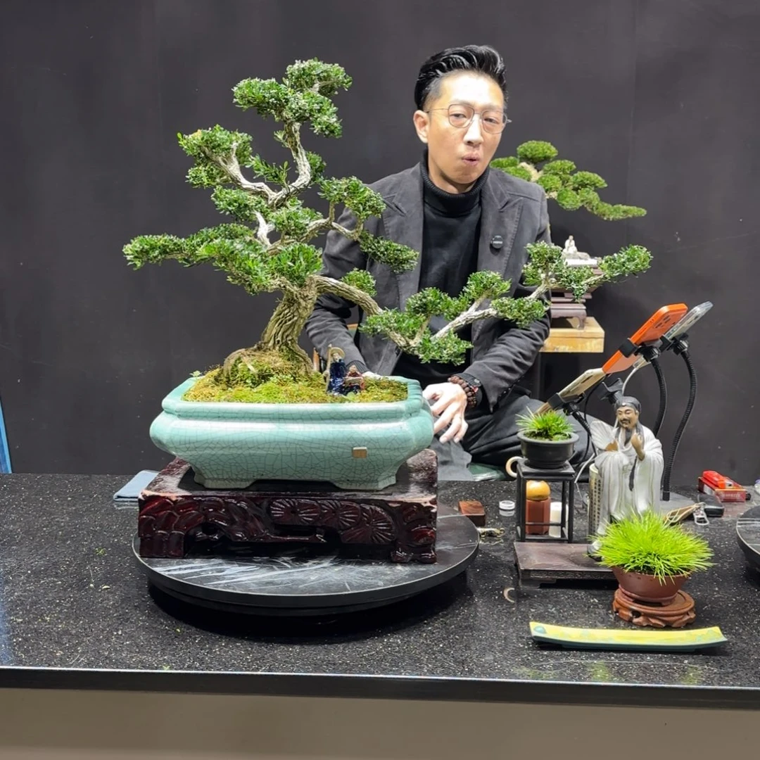 无花朵黄杨室内室外盆景艺术