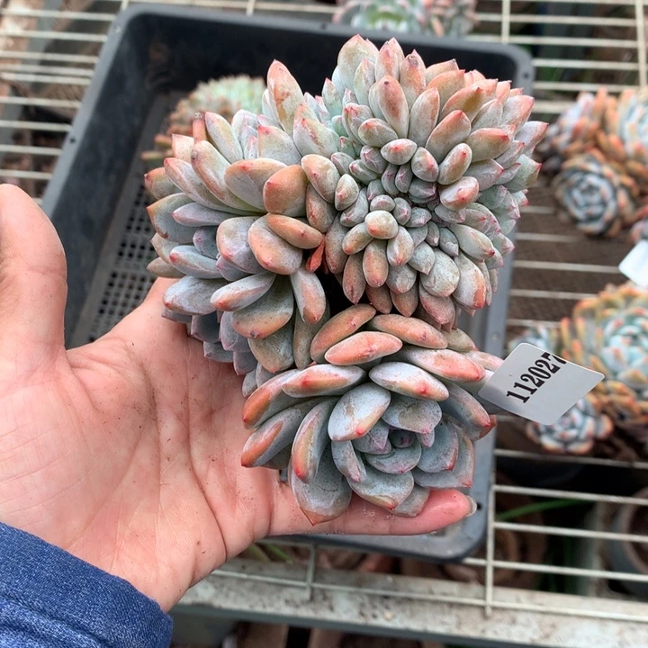 112027嗯嗯嗯嗯嗯好喜欢