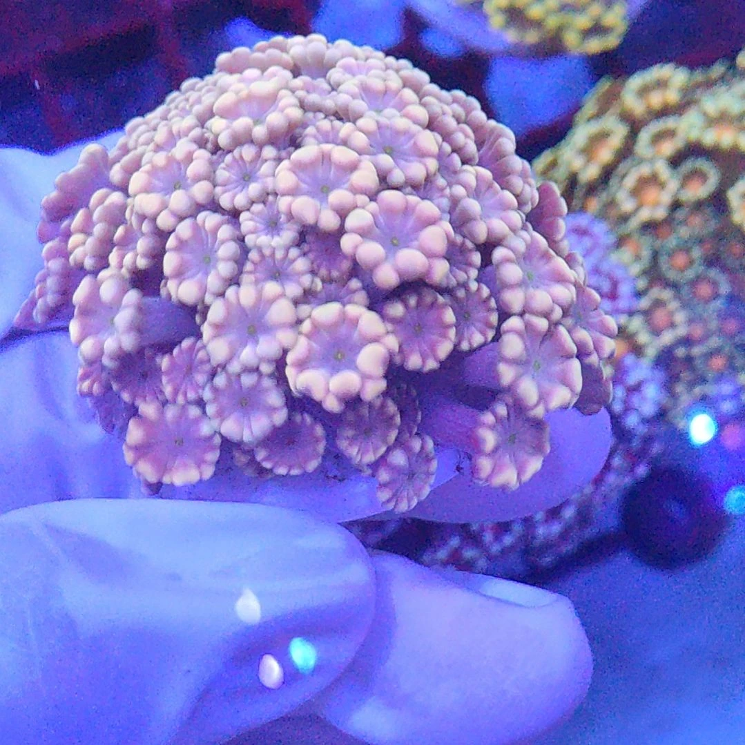 智海海洋珊瑚 不支持退货不包邮