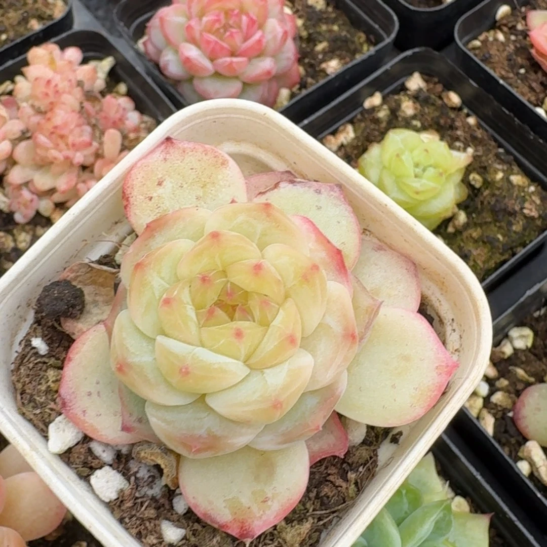 多肉杂交一物一拍23-41