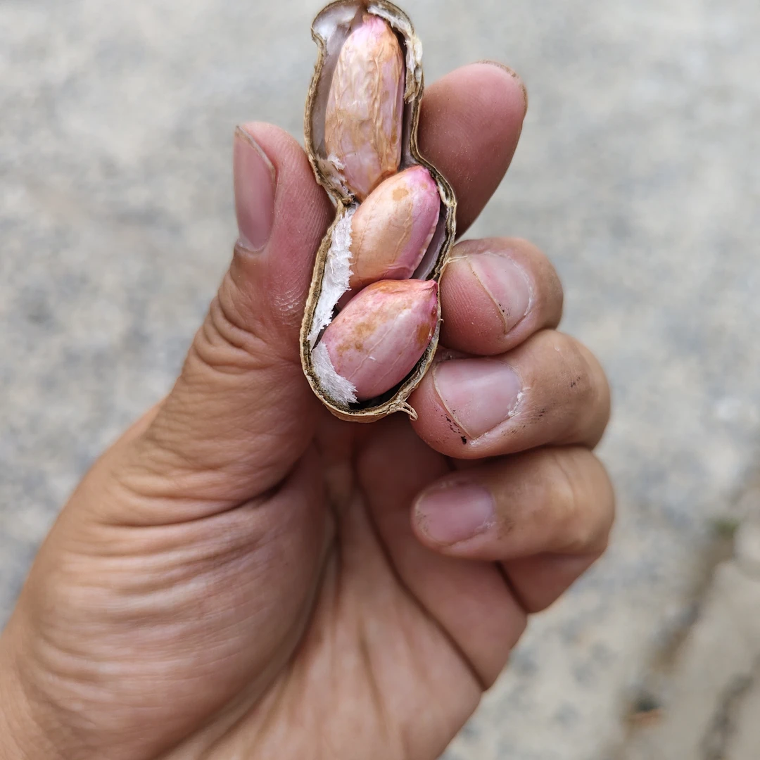 当地海花花生5斤（顺丰包邮）