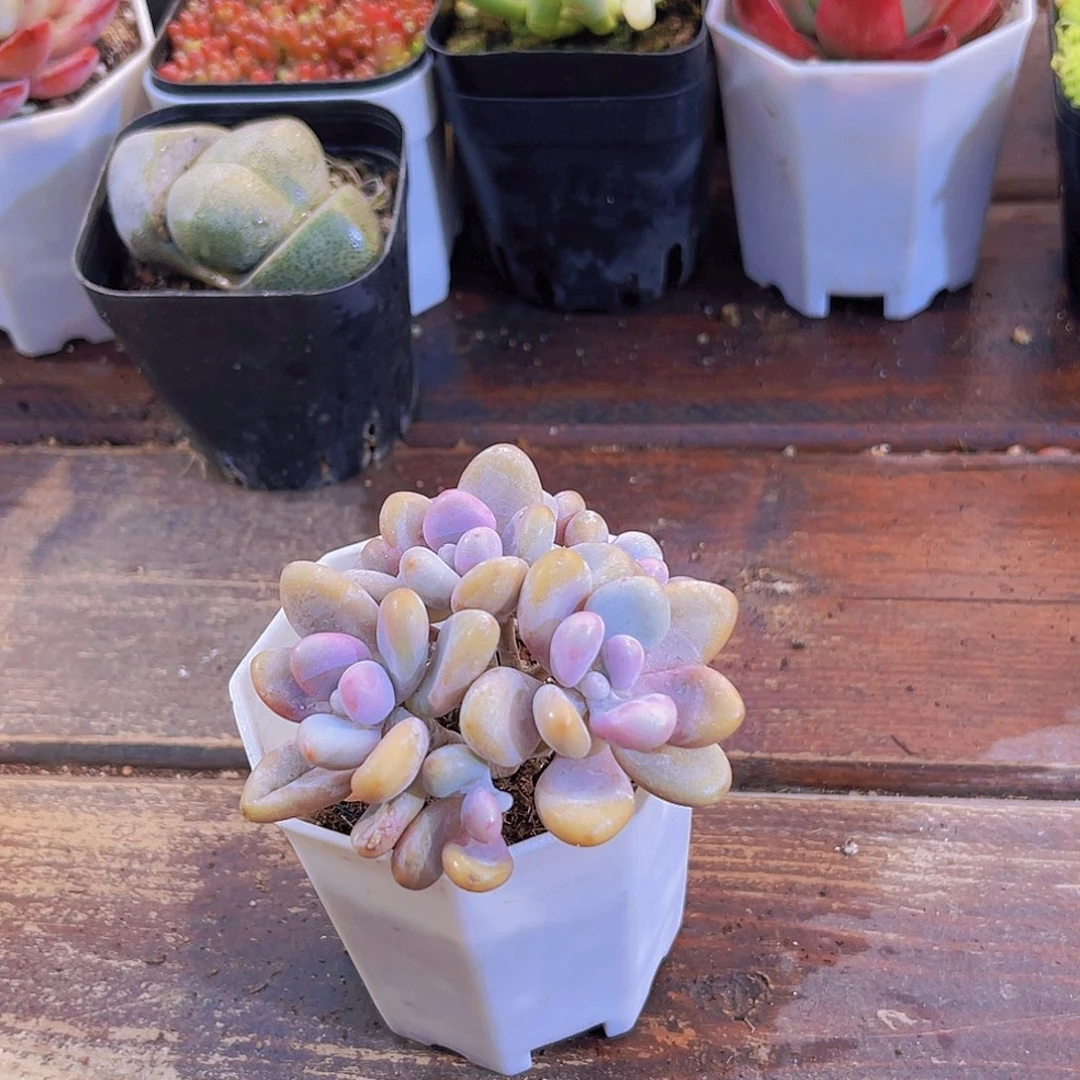 4盆桃蛋11111111111111