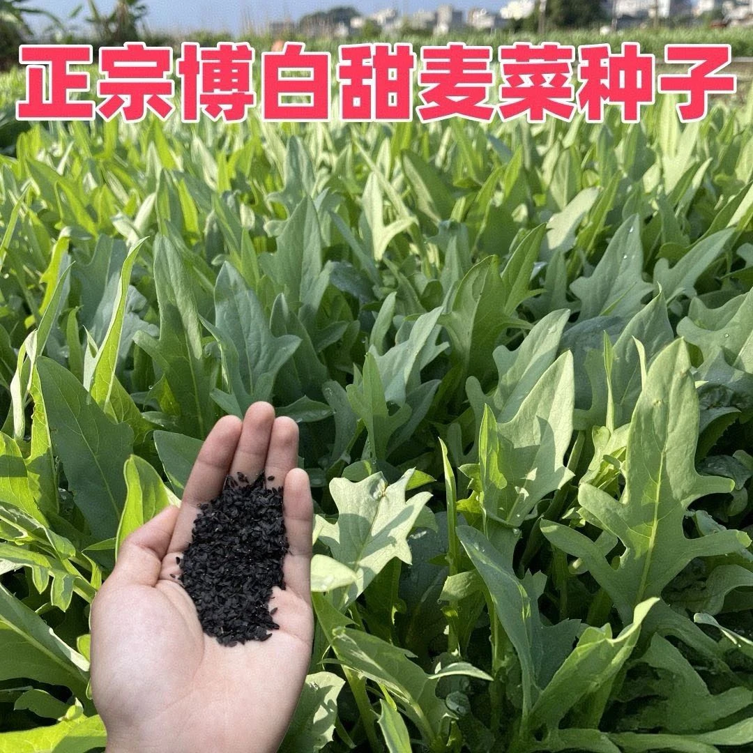 【花芽甜麦菜种子】甜脆花芽甜麦菜种子种植简单脆嫩好吃室外阳台