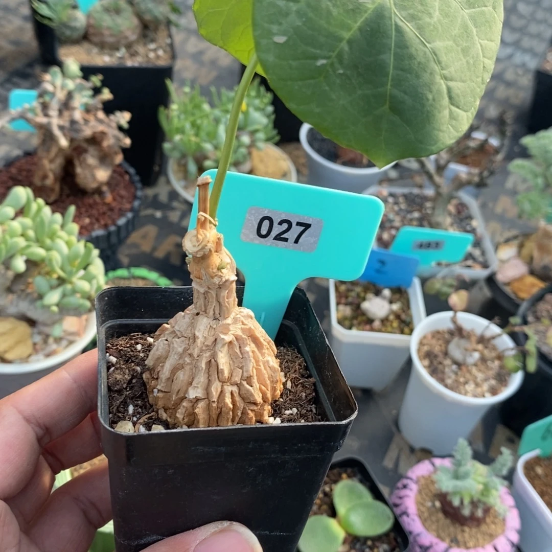 龟甲罗摩多肉植物