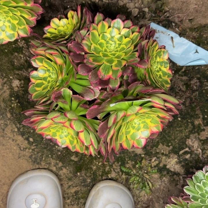 1576朝霞多肉植物