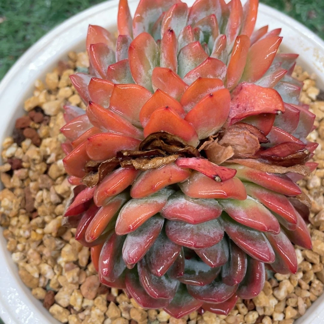 全明星ddv 一物一拍28包邮非偏远