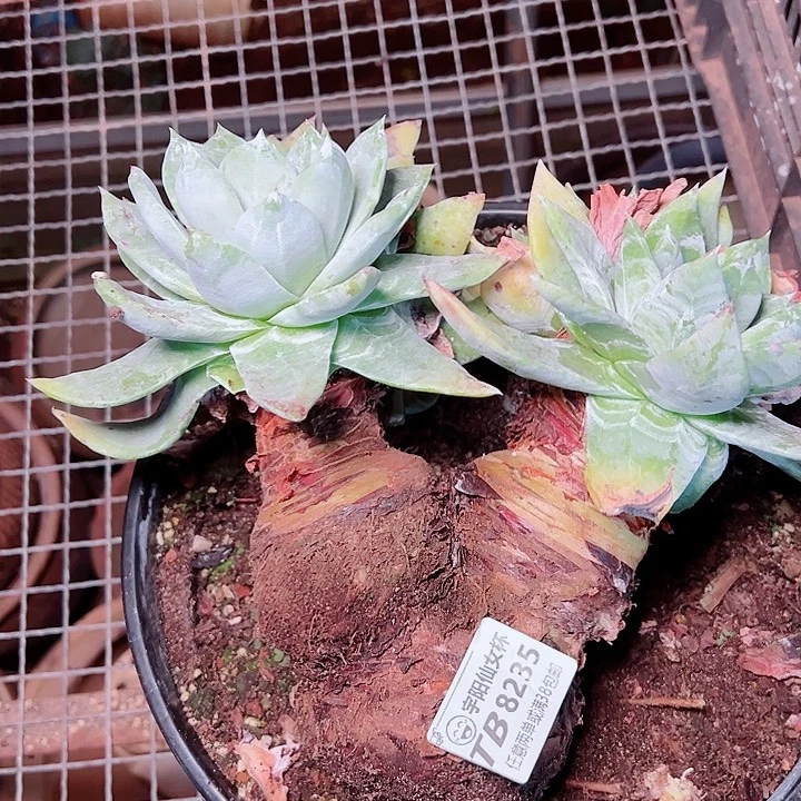 逆***跑8235牡丹仙女杯多肉