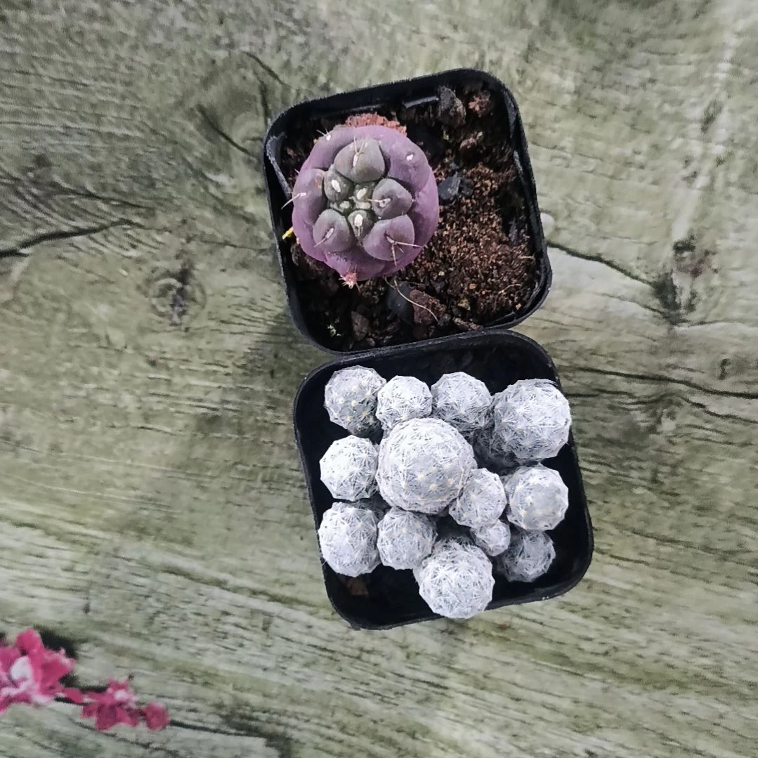 花花世界迷人眼的球球好看