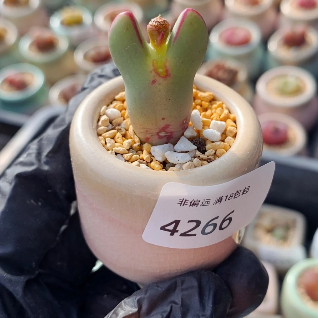 4266--一物一拍 带盆