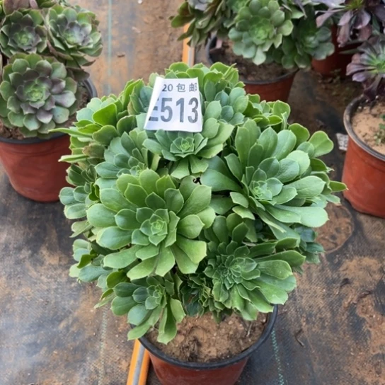 513绿羊绒不包断枝