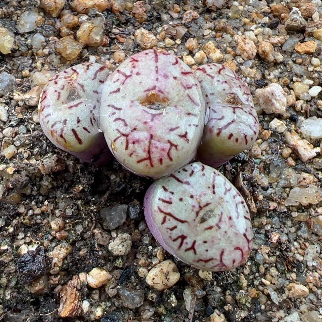 3.3好看的多肉脱土发货381