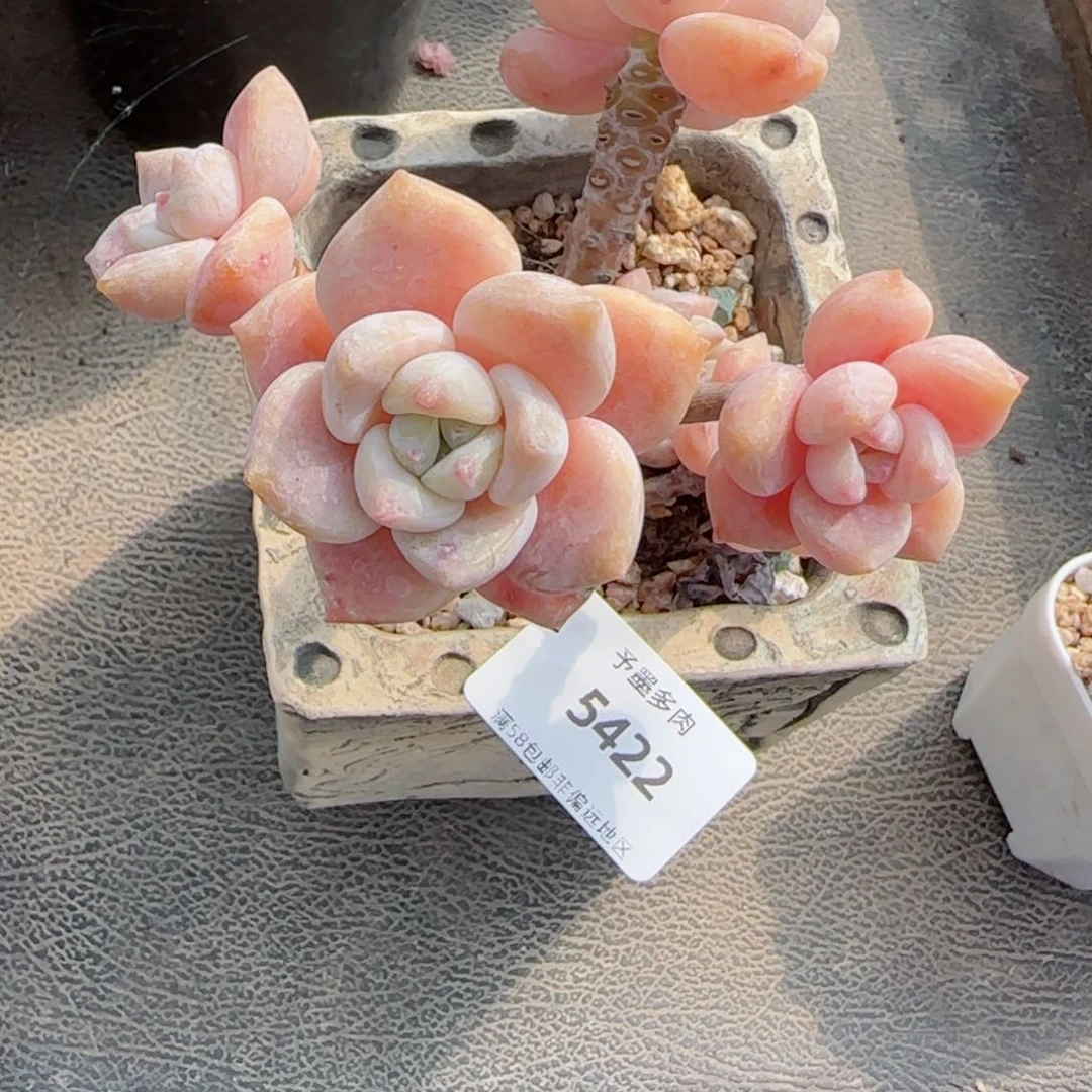 露凝香，5422多肉