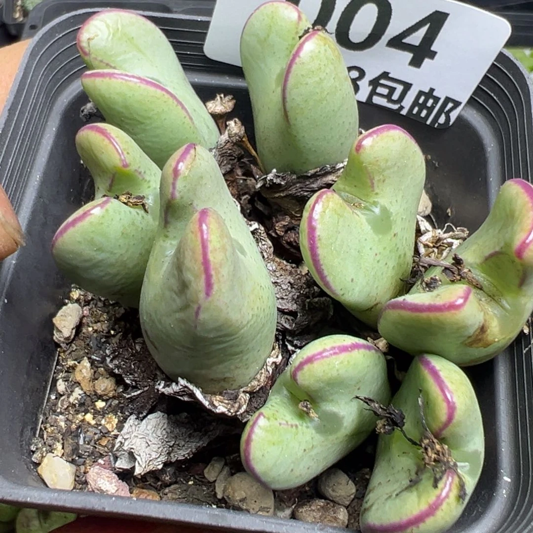 【闪购商品】 004。