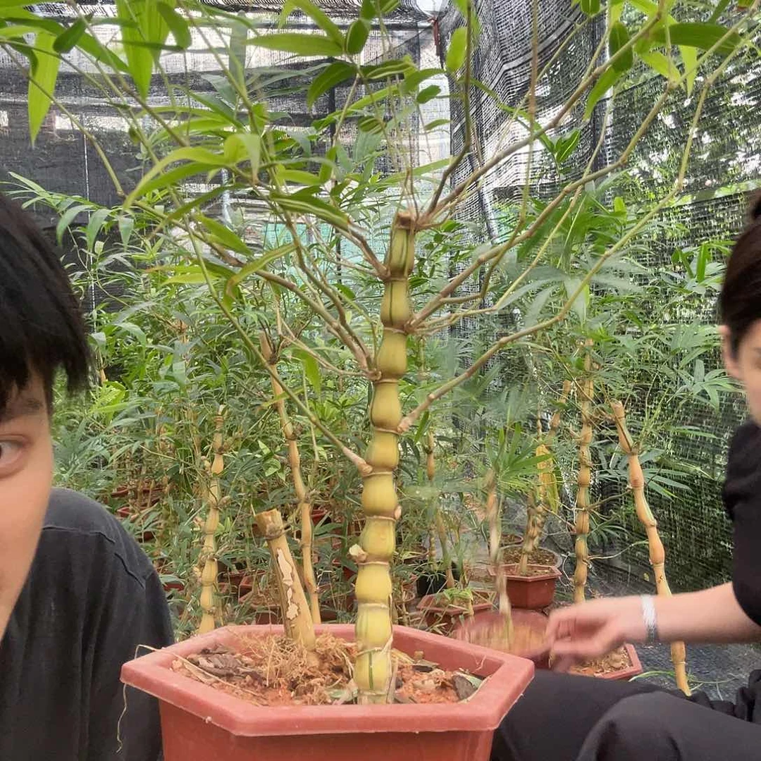 不开花植物佛肚竹
