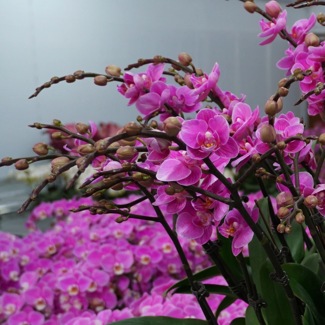 【骄阳】蝴蝶兰 紫色兰花盆栽开花株 四季好养护绿植叶片