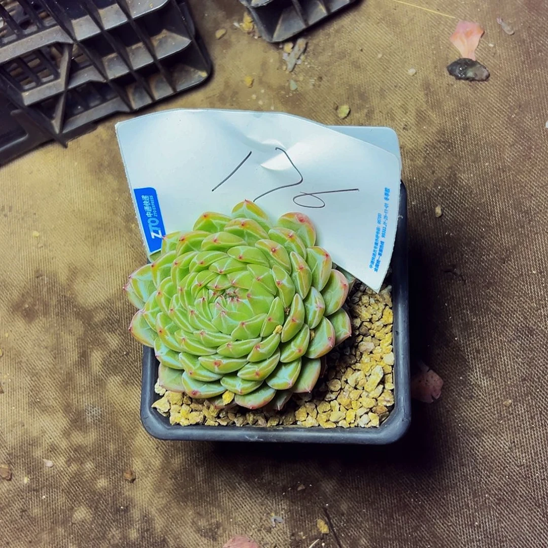 小***～176号一物一拍脱土包邮