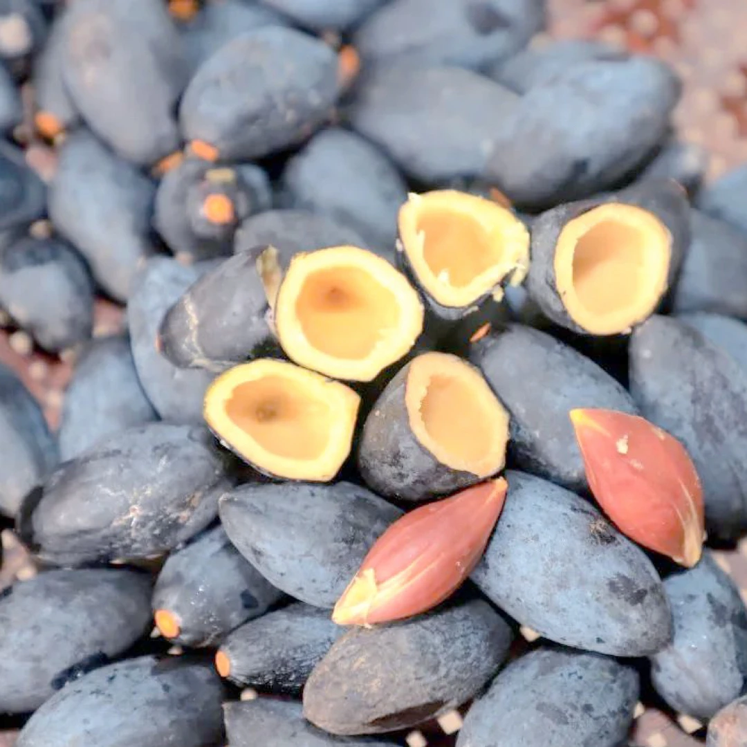 增城正宗西山乌榄左尾百年老树新鲜现摘顺丰包邮