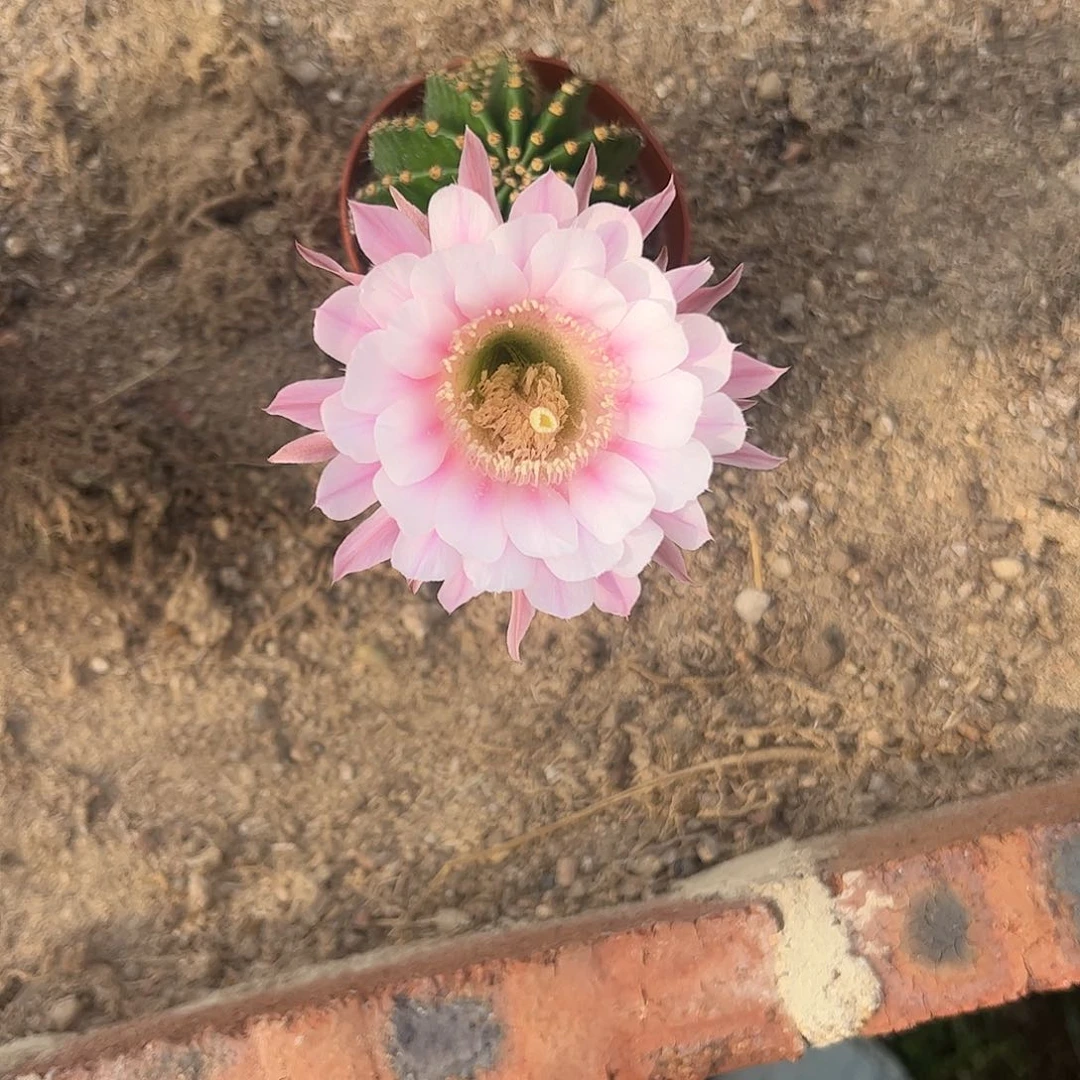 一****实生黑金刚一物一拍