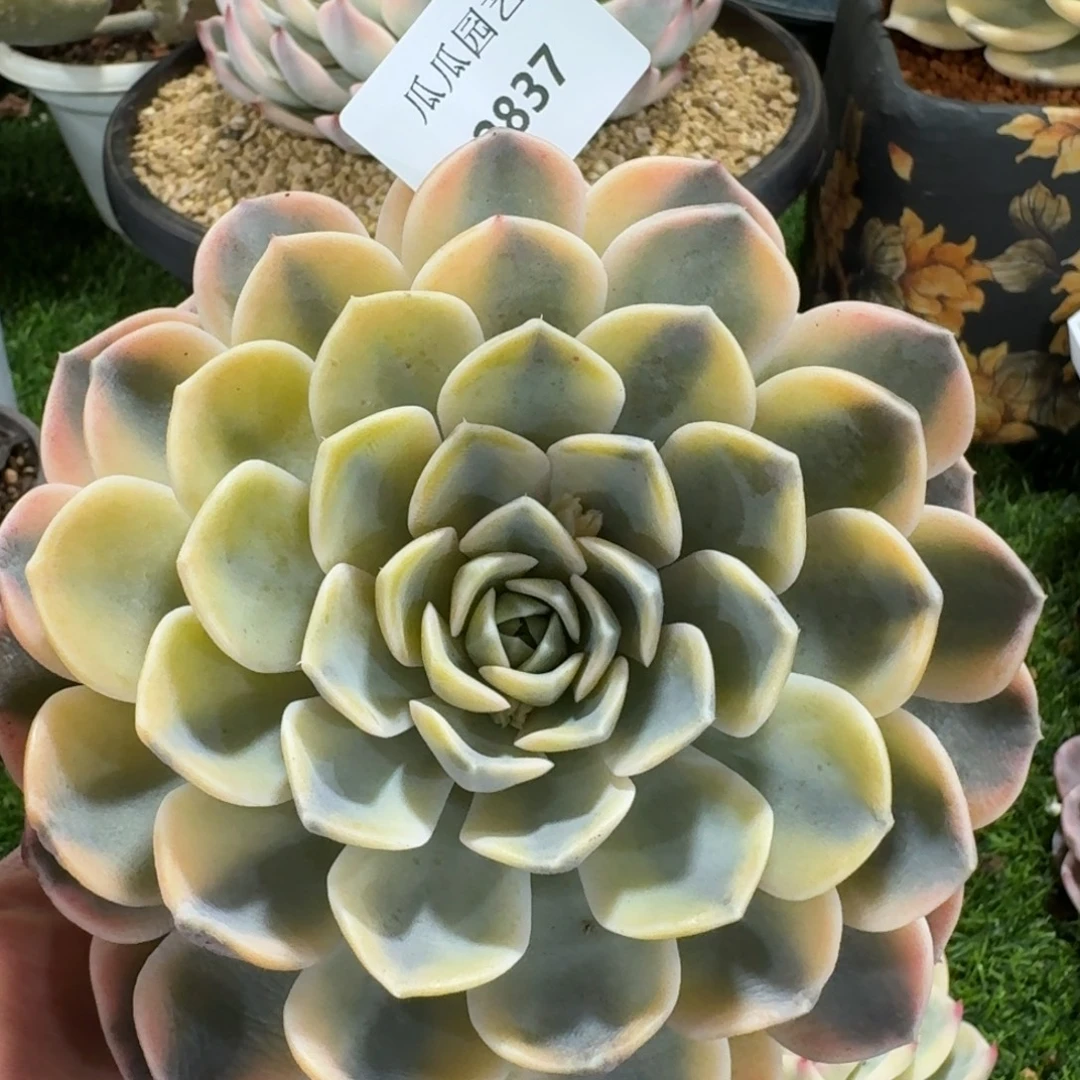 2837汉堡锦多肉植物