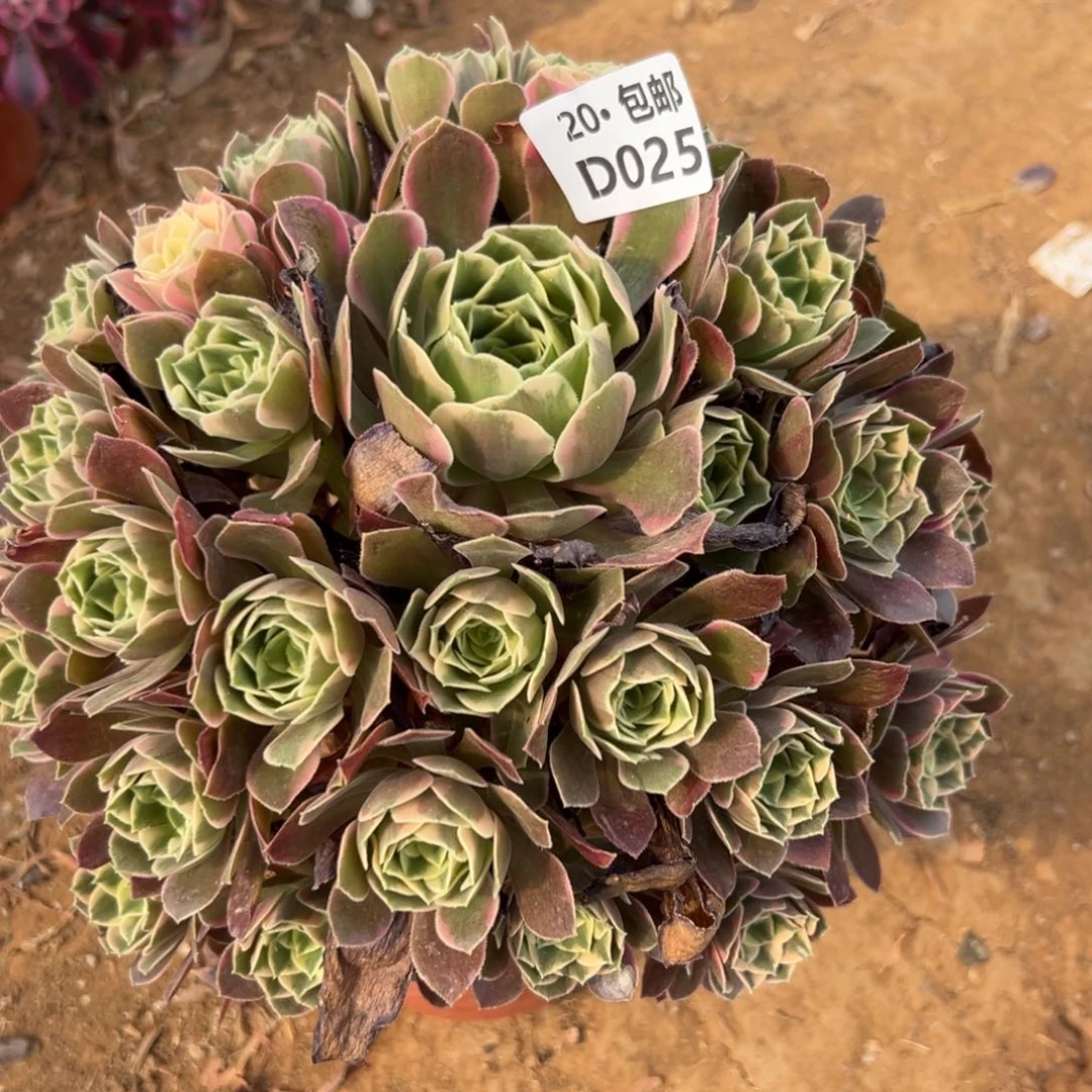 满20包邮，女妖025