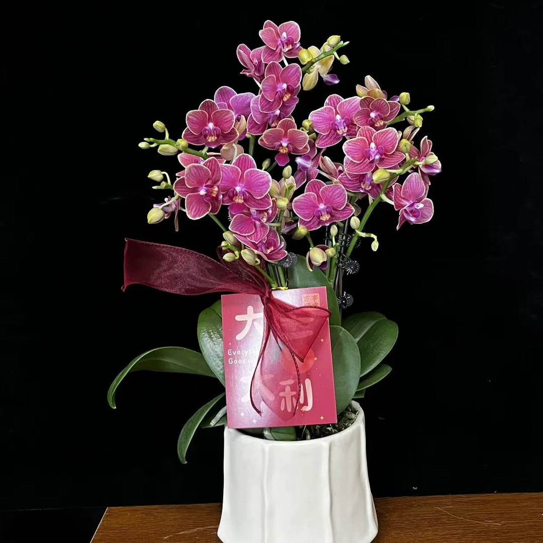 【金边玲珑】红色系列蝴蝶兰鲜花精致组盆开花株室内花卉