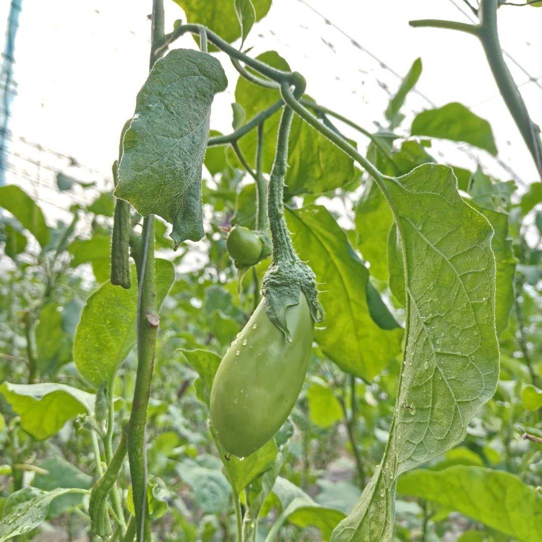 《可直接吃的茄子》东北特色薄皮/汁水多/口感清甜的绿色水果小茄子
