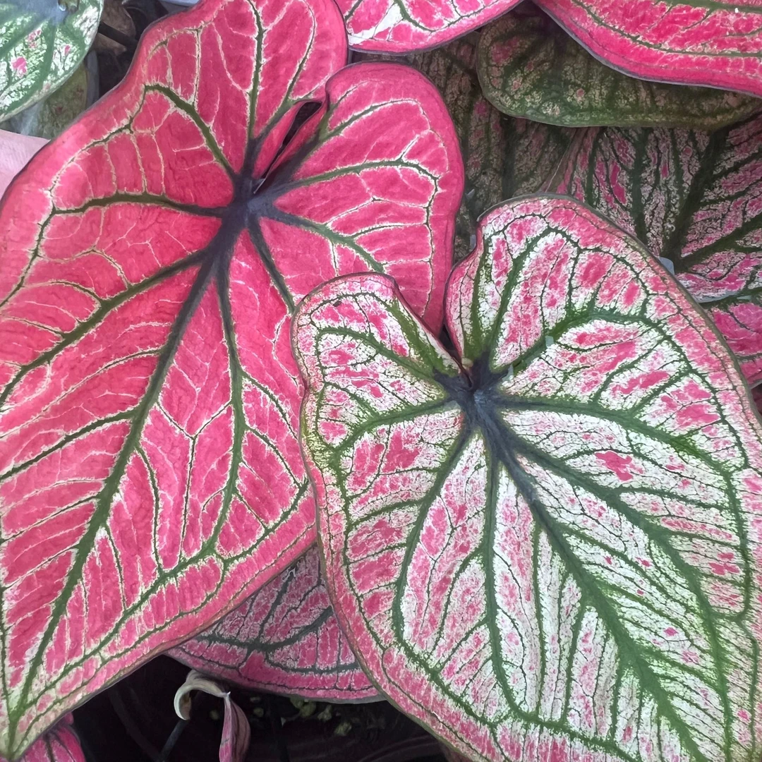 粉佳人彩叶芋室内多年生彩叶观叶网红热植